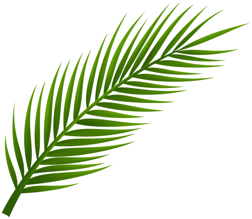Palm Tree Leaf Png Clip Art - Palm Tree Leaves Png (500x436)
