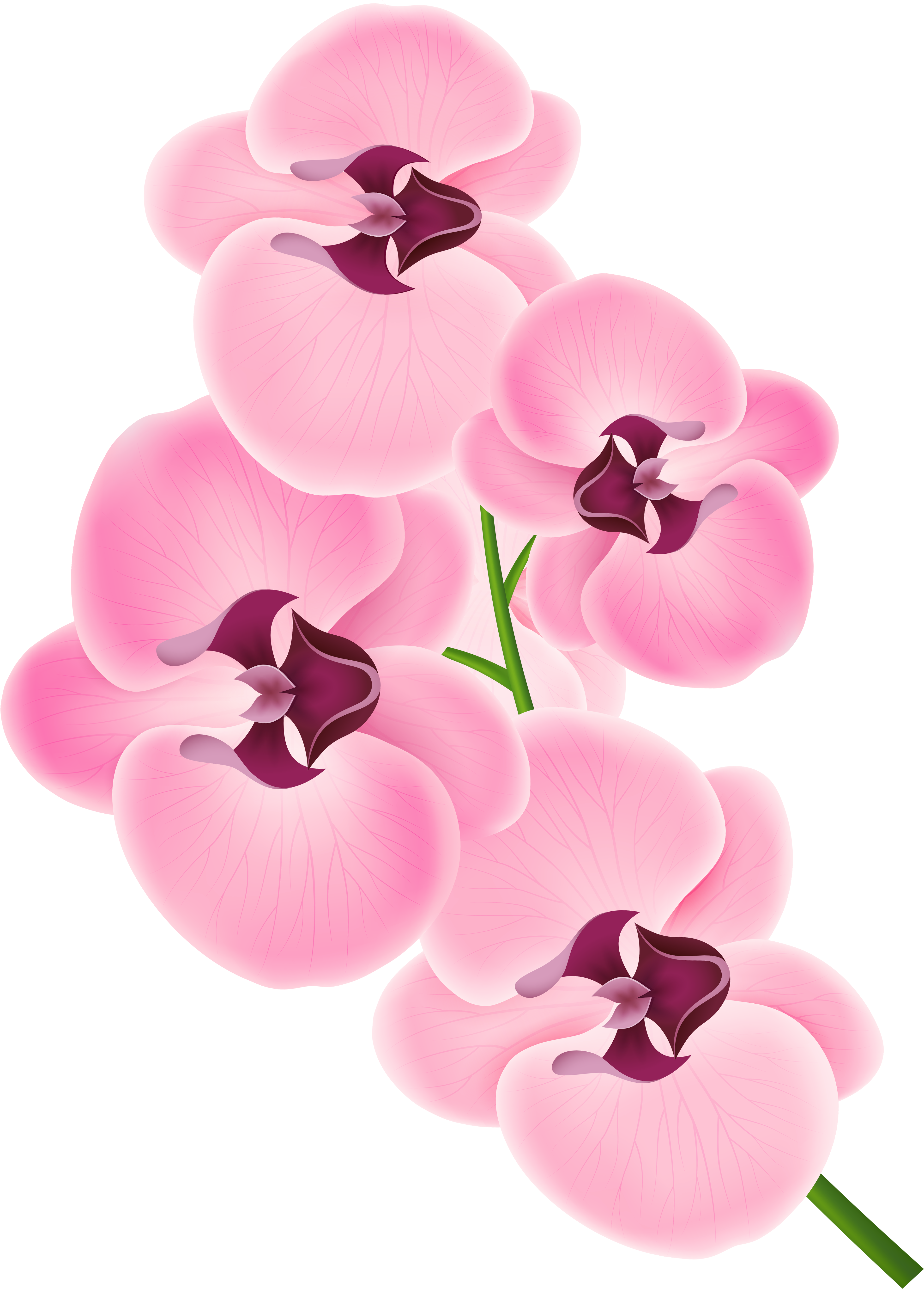 Fuschia Tropical Orchid Clipart - Orchid Png (4123x5574)