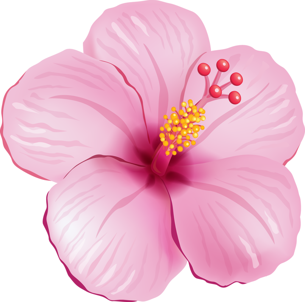 Tela - Tropical Flowers Png (1024x1012)