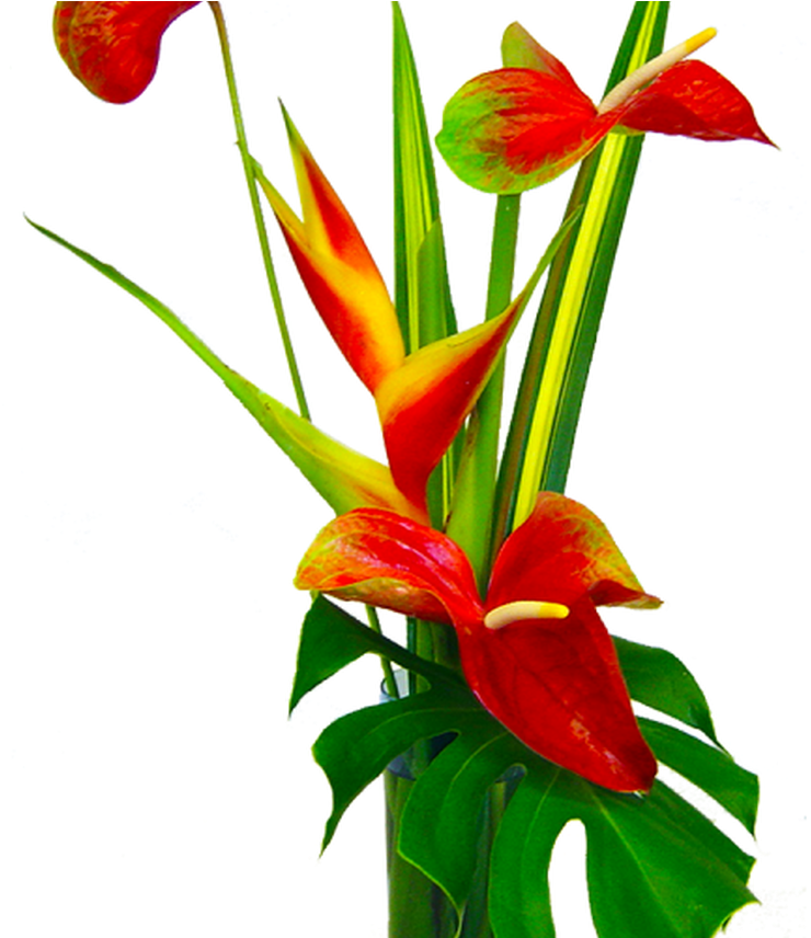 Free Hawaiian Flower Clipart, Download Free Clip Art, - Flower (1368x855)