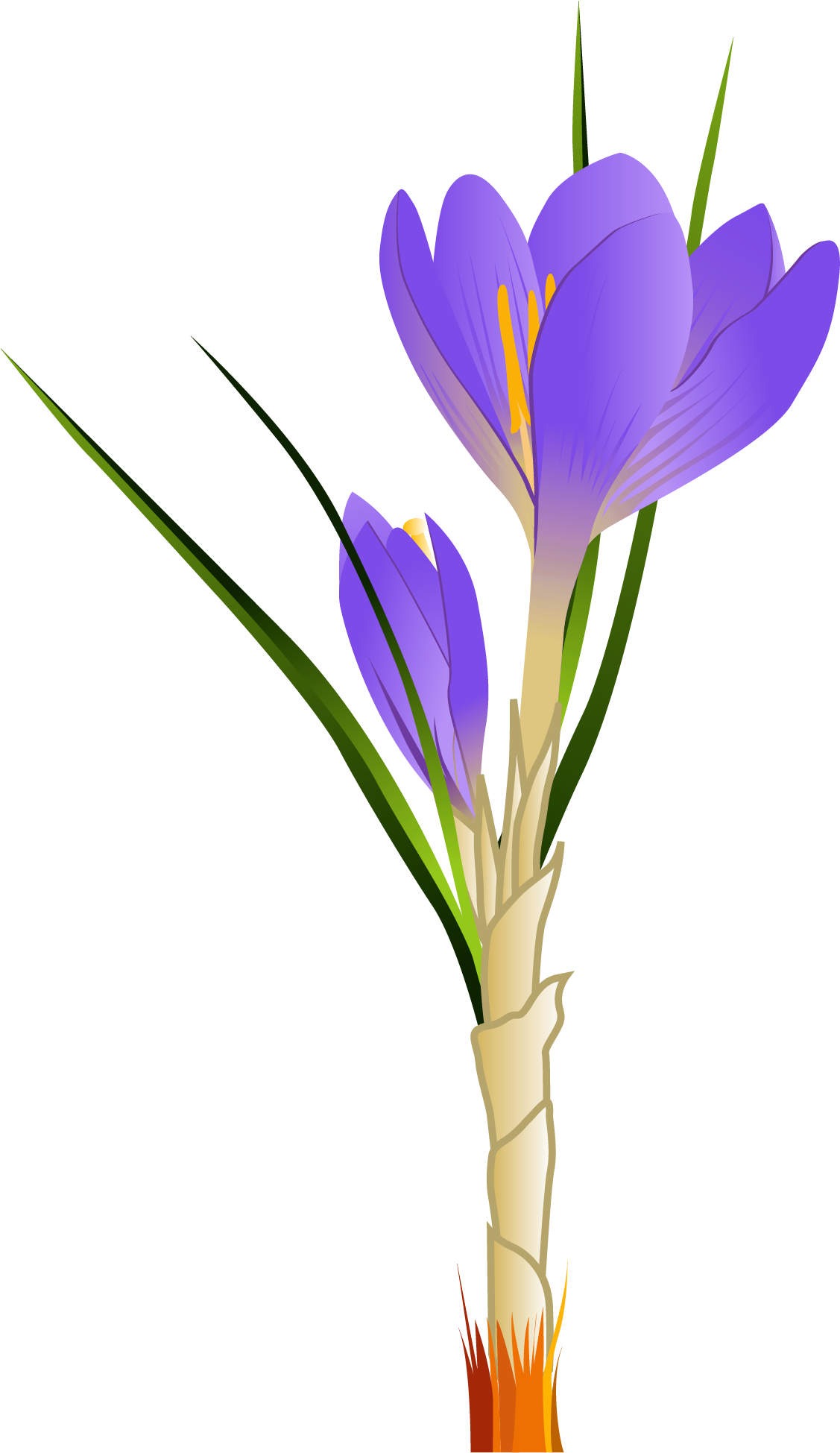 Spring Crocus Png Clipart Picture - Crocus Clipart (1212x2099)