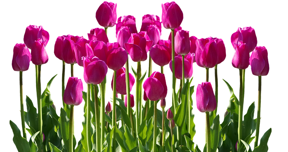 Tulip Flower Free Png Transparent Images Free Download - Cafepress Samsung Galaxy S8 Plus Case (960x713)