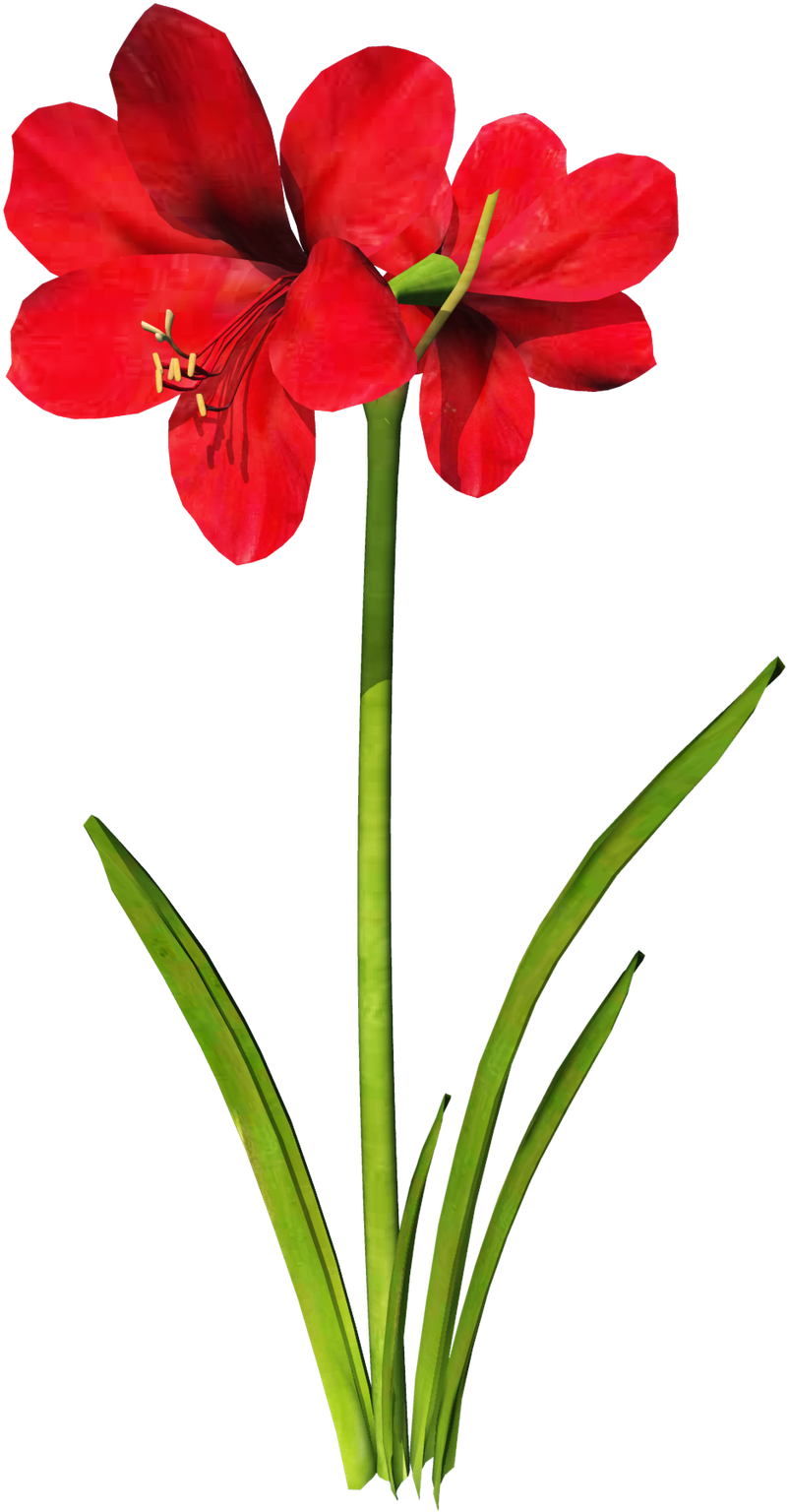 Amaryllis Flower Tattoo - Amaryllis Clipart (1199x1600)