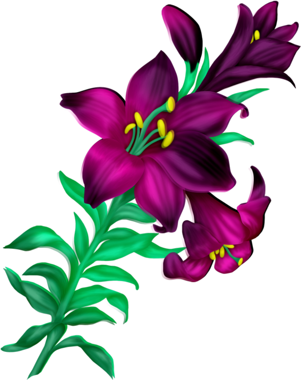 Beauty Flowers Images Png (636x800)
