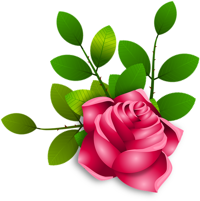 Roses-2031612 960 720 - Garden Roses (1280x1262)