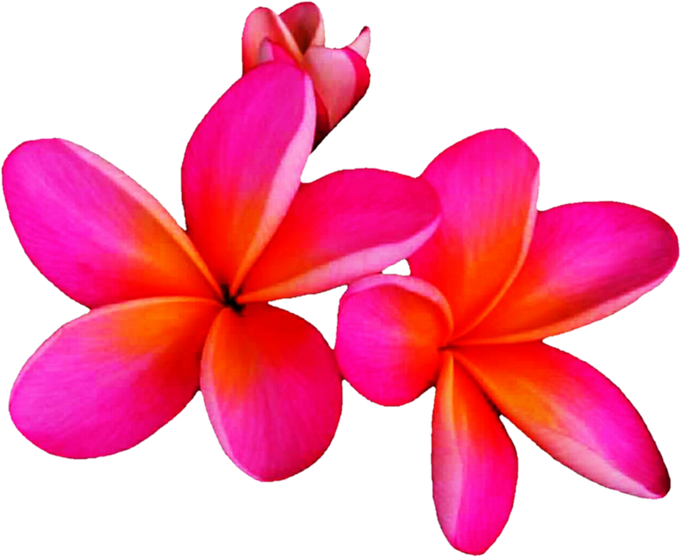 Hit Pink Frangipani By Jeanicebartzen27 Hit Pink Frangipani - Pink Plumeria Png (1024x845)