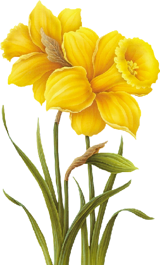 Tubes De Kore - Transparent Yellow Flowers (330x545)