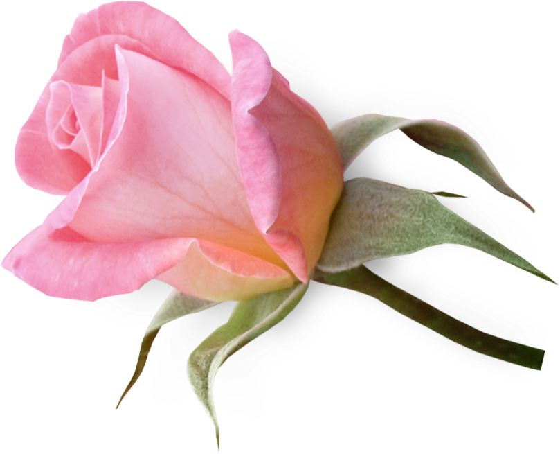 Flowerclipartpinkrosebud - Pink Rose Buds Png (809x655)