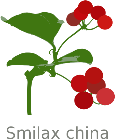 File - Smilax-china - Svg - Smilax China (600x600)