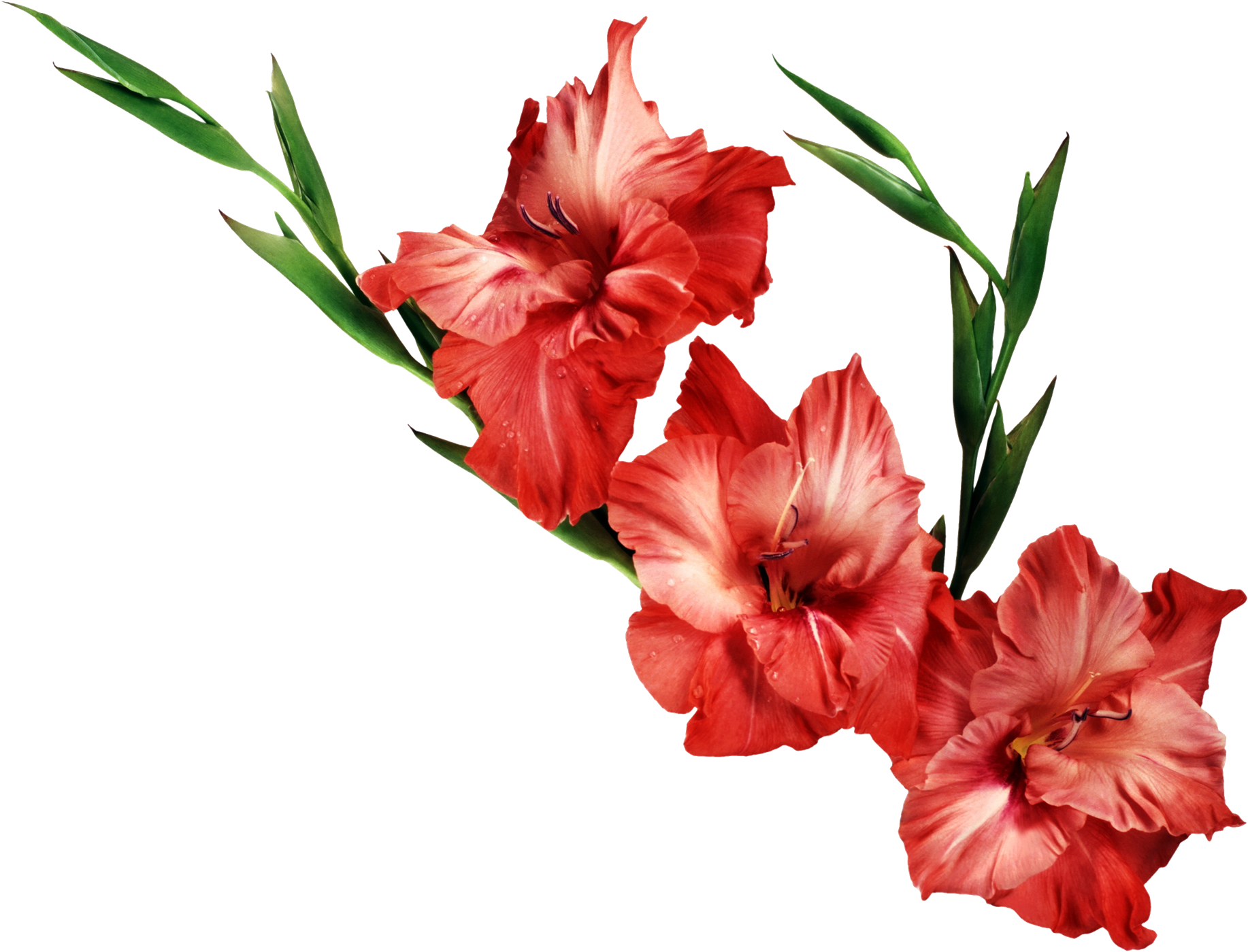 Rose Border Clip Art Png Download - Gladiolus Png (1834x1400)