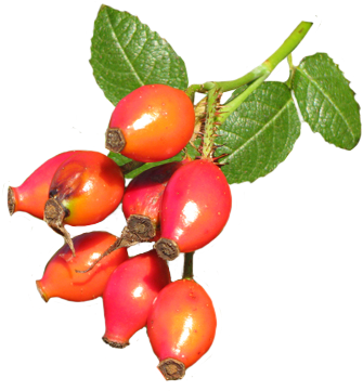 Wild Rose Hips - Wild Rose Hips Png (363x373)