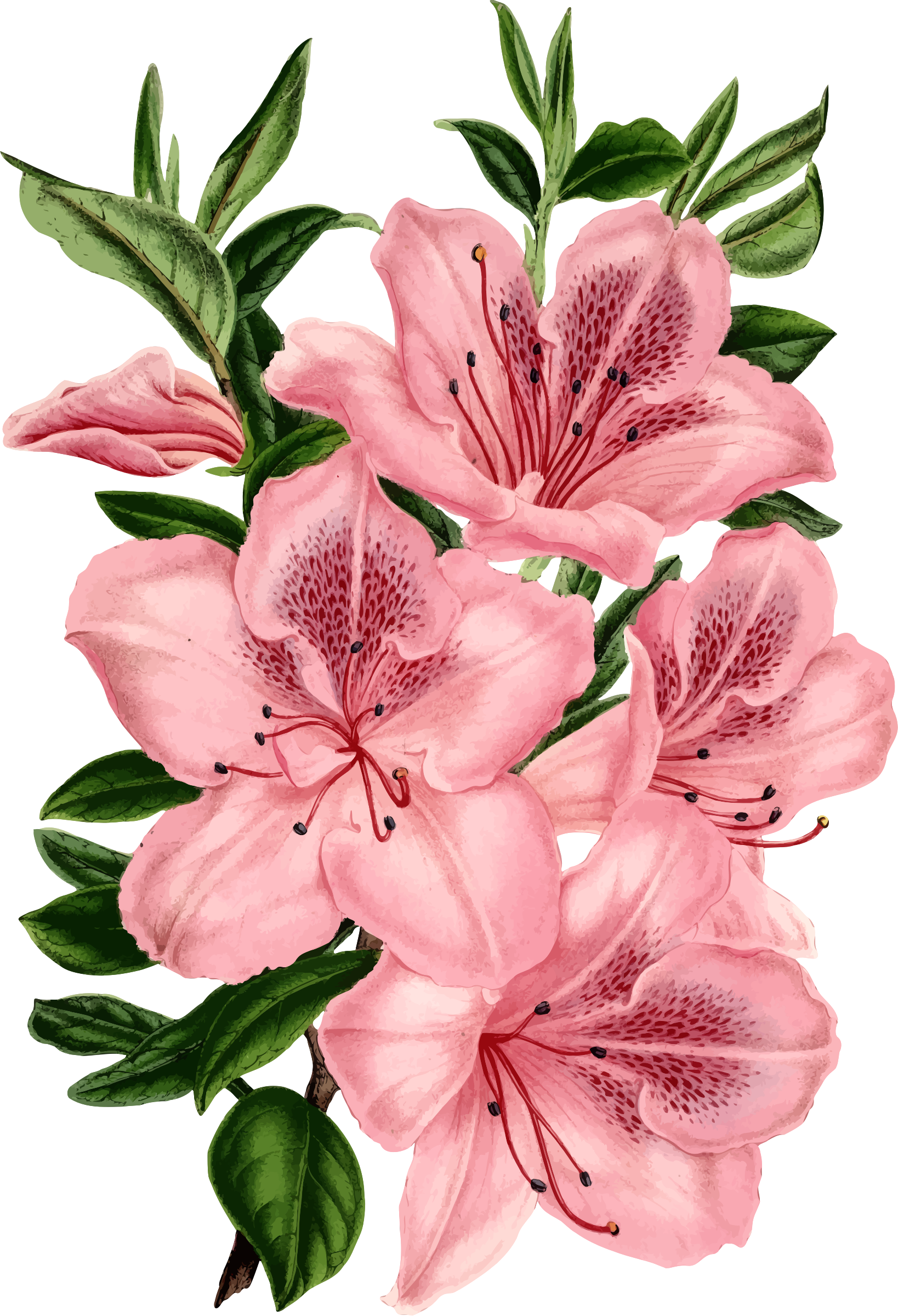 Drawing Pink Flowers Clip Art - Bunch Of Flowers Drawing (1638x2400)