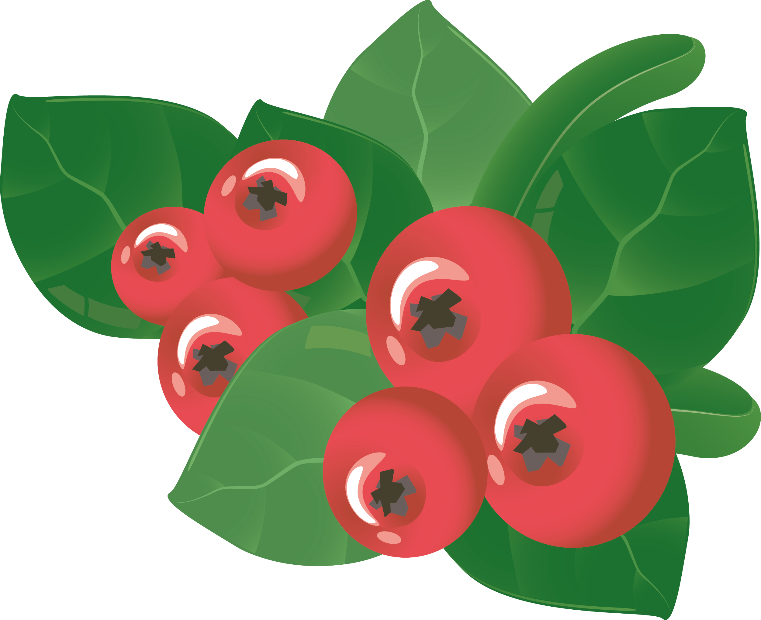 Berry Royalty-free Clip Art - Clip Art (2503x2040)