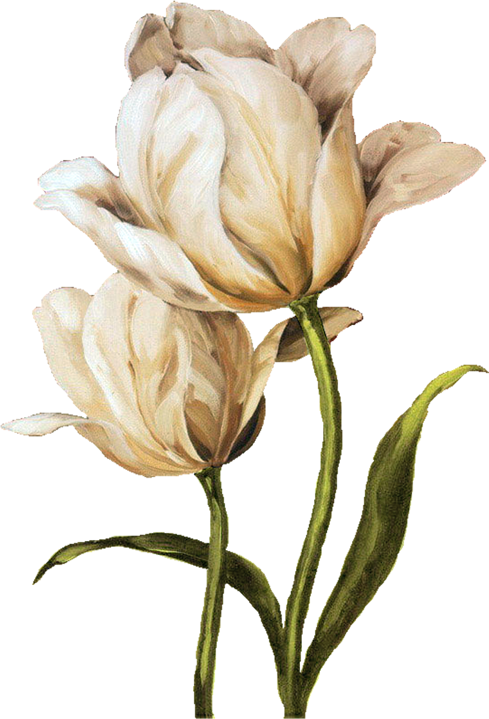 Yüksek Çözünürlüklü Dekupaj Resimleri,sanatsal Dekupaj - White Tulip Waltz Ii Canvas Art Print (1084x1600)