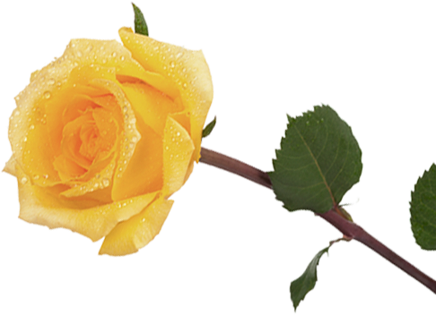Welcome To Our Hand Picked Yellow Rose Border Clipart - Welcome To Our Hand Picked Yellow Rose Border Clipart (486x352)