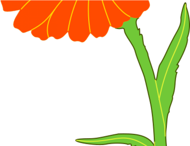 Marigold Clipart Animated - Marigold Clipart Animated (640x480)