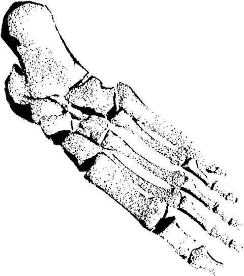 Graphic Black And White Stock Collection Of Free Skeleton - Graphic Black And White Stock Collection Of Free Skeleton (480x544)