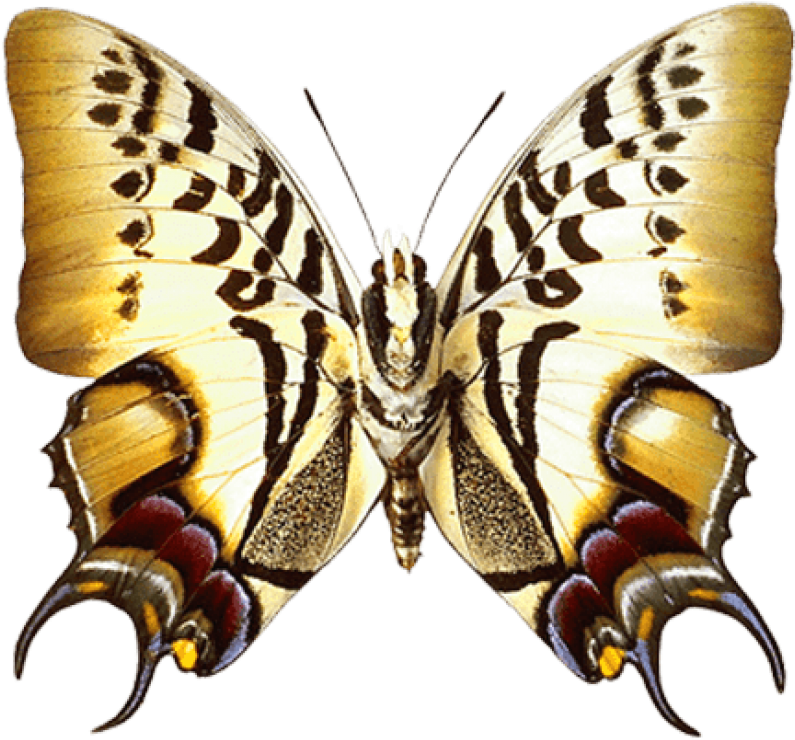Free Png Download Real Butterfly Clipart Png Photo - Free Png Download Real Butterfly Clipart Png Photo (850x771)