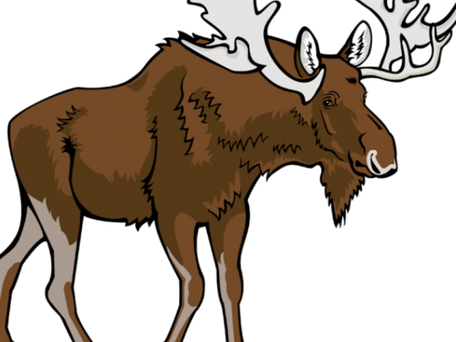 Moose Clipart Walking - Moose Clipart Walking (640x480)