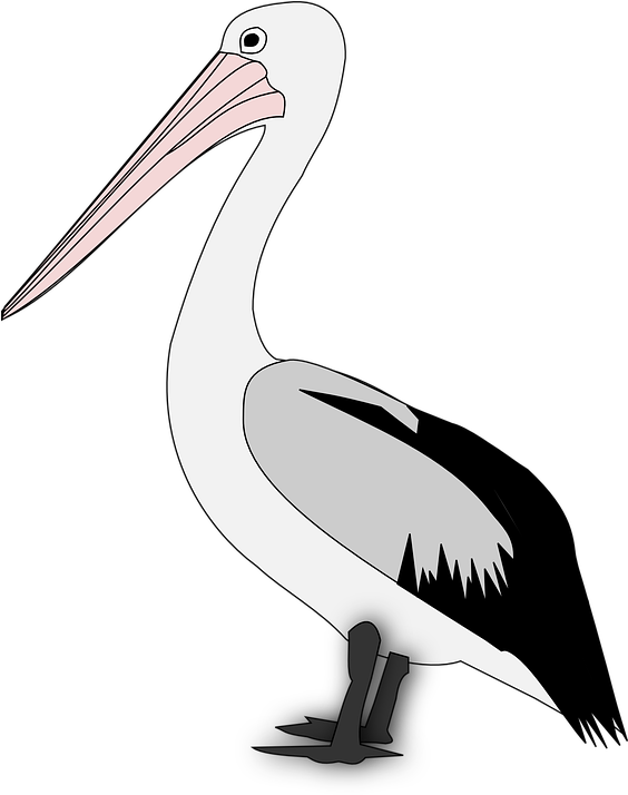 Pelican Png Transparent Images - Pelican Png Transparent Images (563x720)