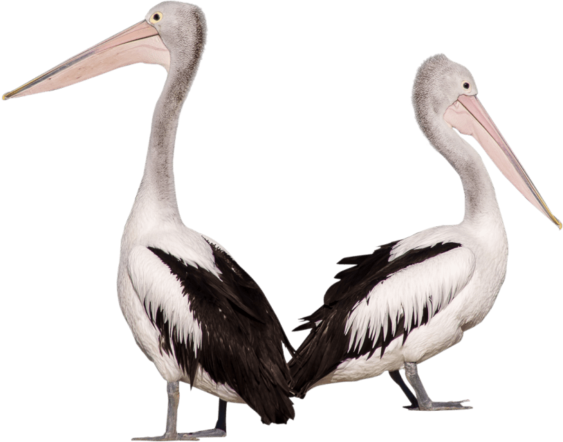 Free Png Pelican Birds Png Images Transparent - Free Png Pelican Birds Png Images Transparent (850x680)