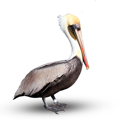 Pelican - Pelican (400x391)