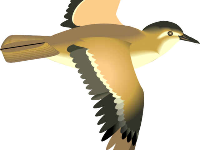 Sea Bird Clipart 3 Bird - Sea Bird Clipart 3 Bird (640x480)