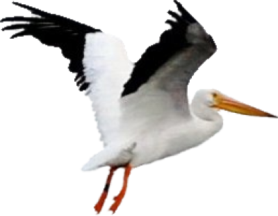 Pelican Free Download Png - Pelican Free Download Png (400x312)