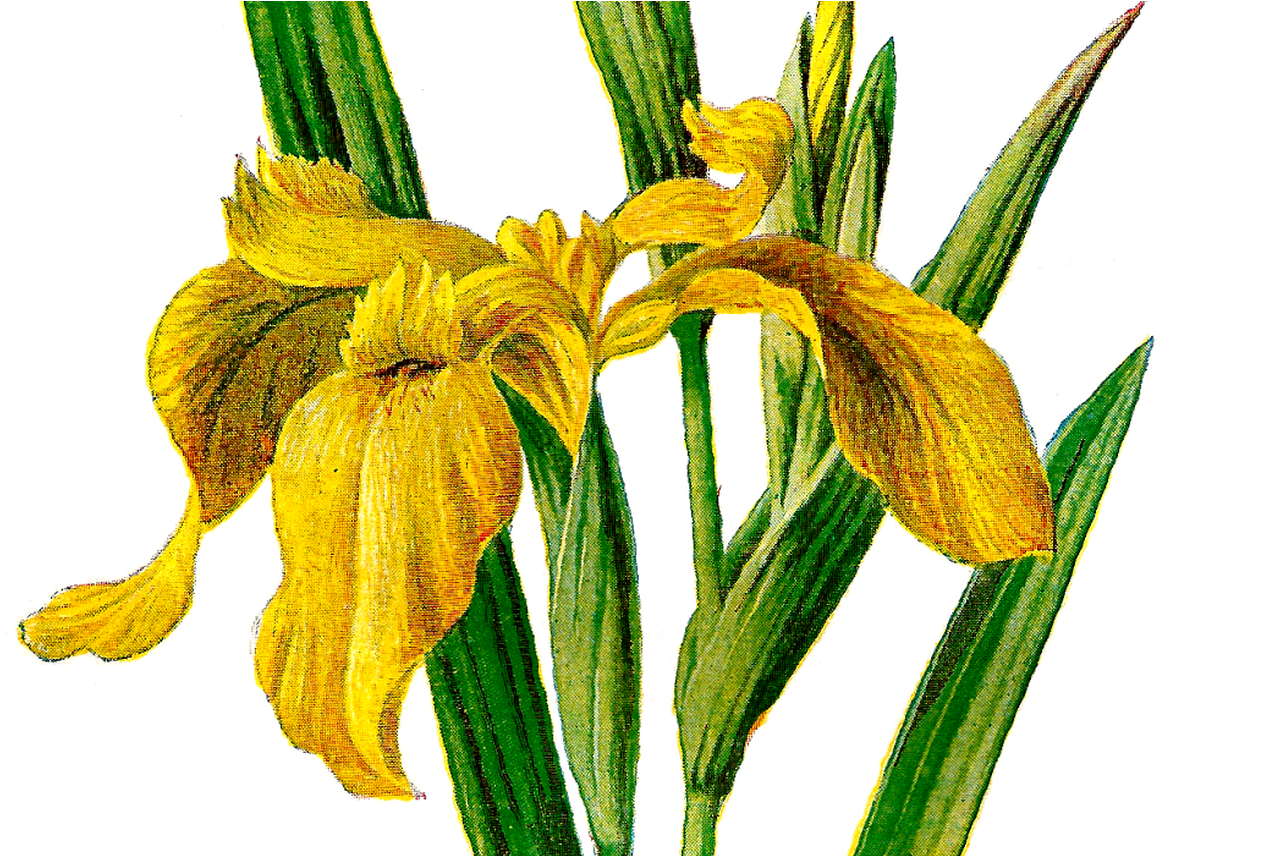 Printable Flower Clipart At Getdrawingscom Free For - Printable Flower Clipart At Getdrawingscom Free For (1368x855)