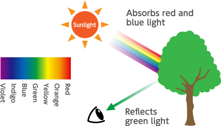 How Human Eye Can See A Green Leaf - How Human Eye Can See A Green Leaf (448x285)