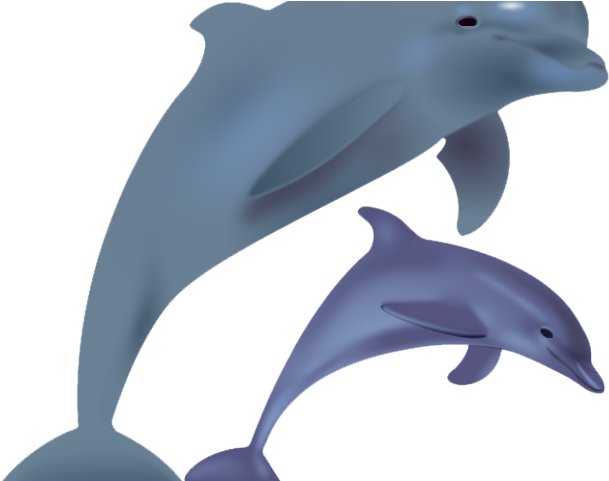 Spinner Dolphin Clipart Transparent Background - Spinner Dolphin Clipart Transparent Background (640x480)