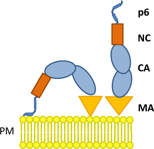 Model Of The Membrane Interaction Of Gag Mediated By - Model Of The Membrane Interaction Of Gag Mediated By (510x478)