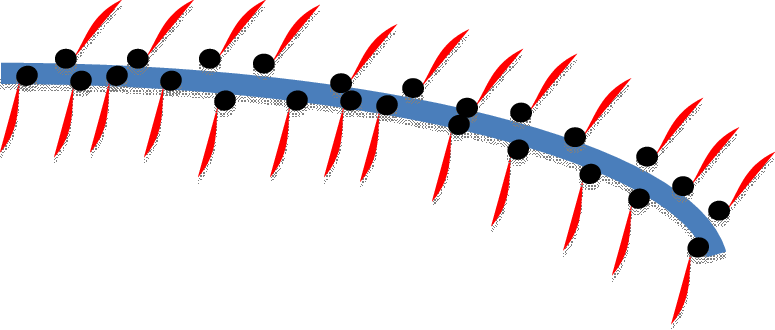 Schematic Representation Of Ecm Showing Cspgs And Organization - Schematic Representation Of Ecm Showing Cspgs And Organization (775x330)