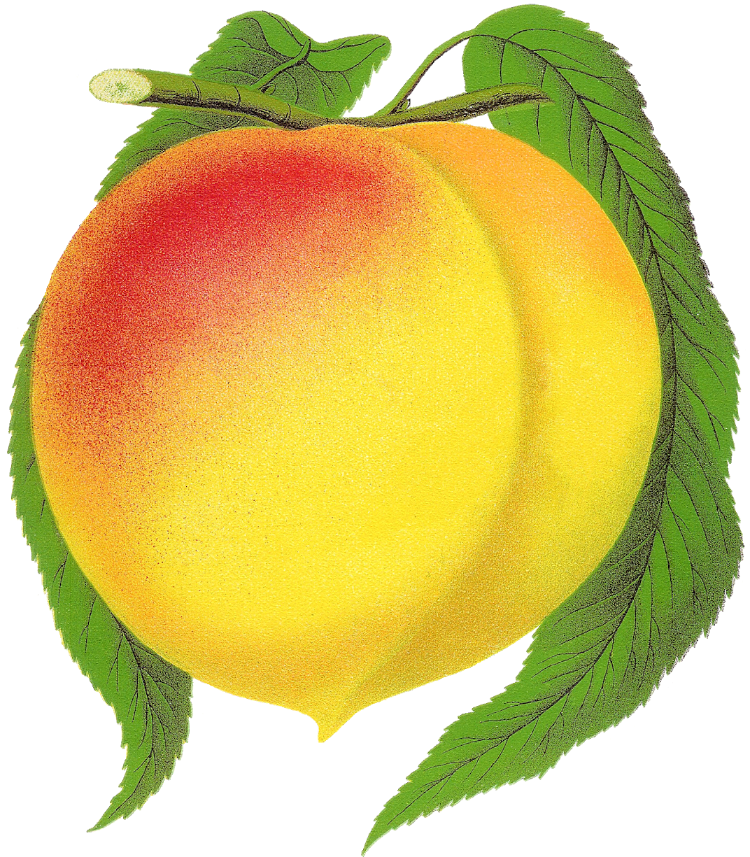 Fruit Peach Clipart New Globe Illustration Botanical - Fruit Peach Clipart New Globe Illustration Botanical (1313x1600)