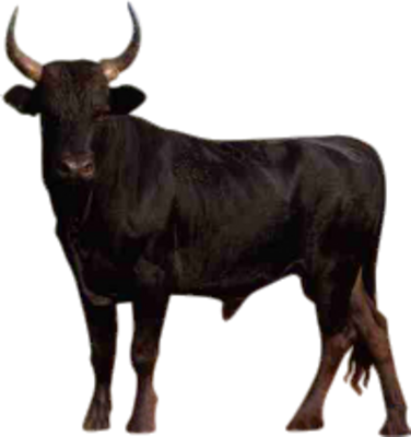 Psd Detail Bull Official Psds - Psd Detail Bull Official Psds (376x400)