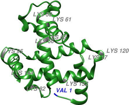 Figure 2 Shows The Glycation Sites Of A Glycated Hemoglobin - Figure 2 Shows The Glycation Sites Of A Glycated Hemoglobin (1133x550)