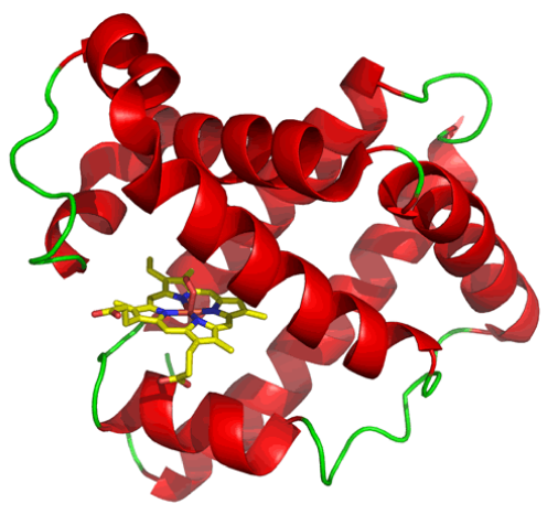 Белок миоглобин. Белок миагло миоглобин. Миоглобин картинка. Третичная структура миоглобина.