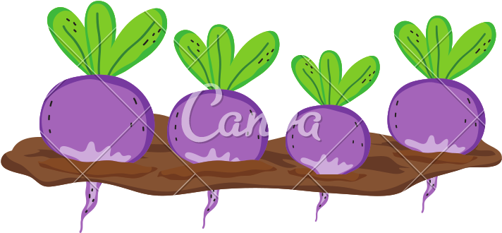 Nature Onions Cultivated Plantation Product - Nature Onions Cultivated Plantation Product (800x800)