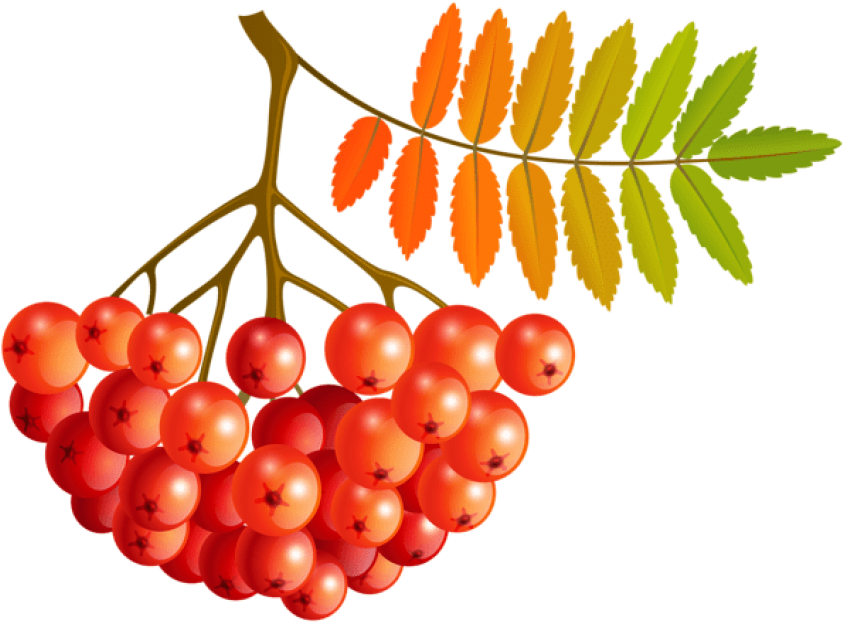 Free Png Download Fall Mountain Ash Fruits Clipart - Free Png Download Fall Mountain Ash Fruits Clipart (850x625)