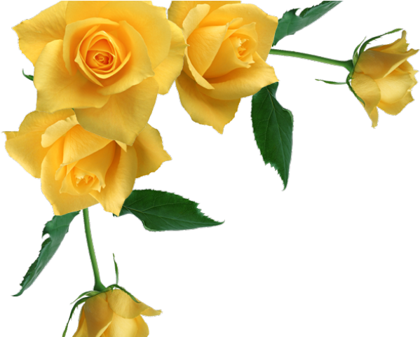 Yellow Rose Clipart Roses Corner - Yellow Rose Clipart Roses Corner (640x480)
