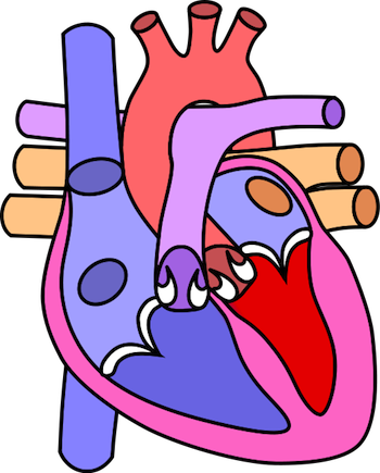 Low Carb Diet Reverses Cardiac Markers In Diabetes - Low Carb Diet Reverses Cardiac Markers In Diabetes (350x435)