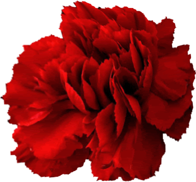 Carnation Clipart 50523 Kappa Alpha Psi &ndash Stacys - Carnation Clipart 50523 Kappa Alpha Psi &ndash Stacys (400x400)