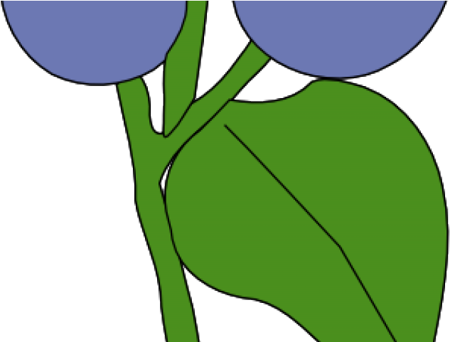 Blueberry Clipart Blueberry Tree - Blueberry Clipart Blueberry Tree (640x480)