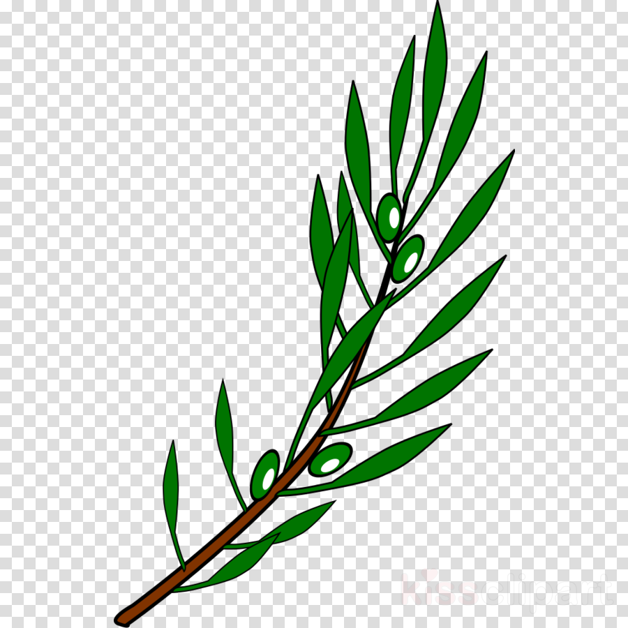 Olive Branch Drawing Clipart Olive Branch Petition - Olive Branch Drawing Clipart Olive Branch Petition (900x900)