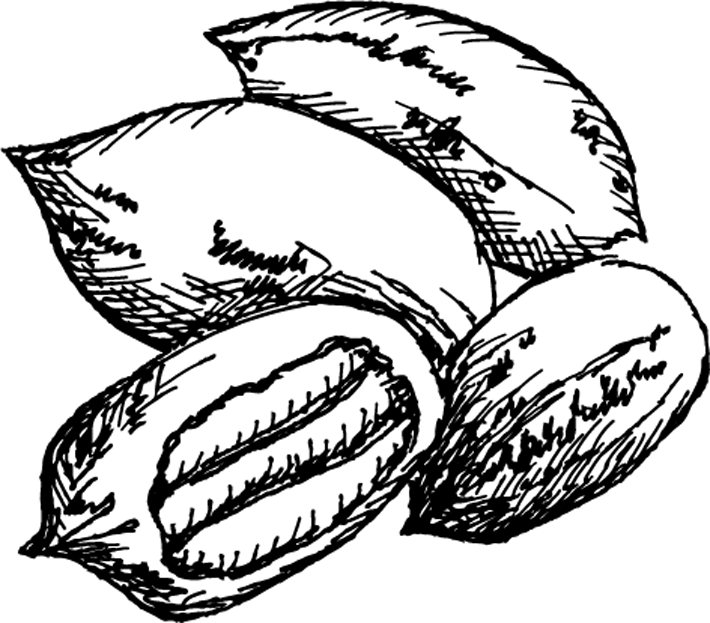 Pecan Trees For Sale - Pecan Trees For Sale (710x623)