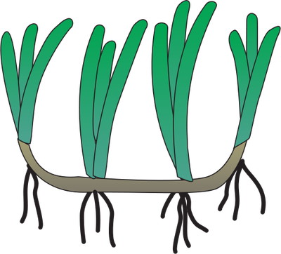 Clip Art Vector Freeuse Download Index Of Ress Tice - Clip Art Vector Freeuse Download Index Of Ress Tice (400x362)