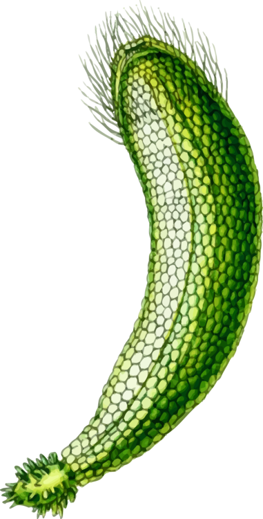 Algae Seaweed Computer Icons Encapsulated Postscript - Algae Seaweed Computer Icons Encapsulated Postscript (381x750)