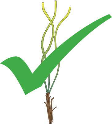 Ian Symbol Seagrass Propagule Colonisation - Ian Symbol Seagrass Propagule Colonisation (363x400)