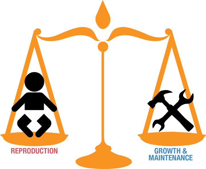 Trade-offs In Cancer Defense - Trade-offs In Cancer Defense (720x590)