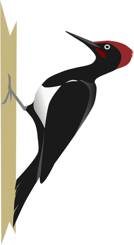 Red Headed Woodpecker Clipart - Red Headed Woodpecker Clipart (1024x1024)